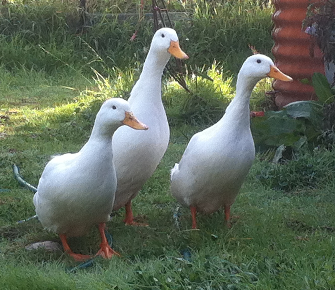 ducks | White Stone Farm