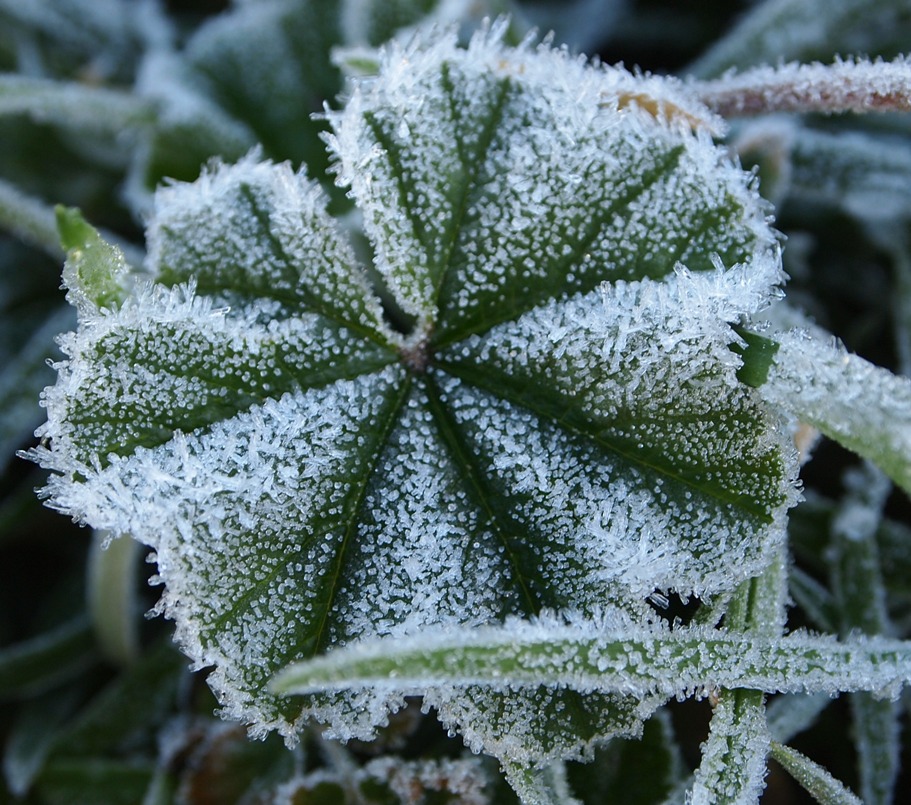 Weed Ice