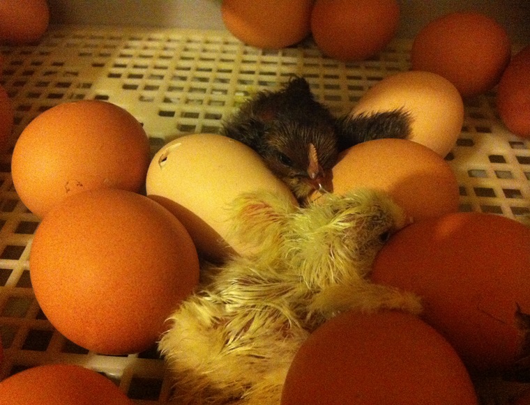 Incubator chicken